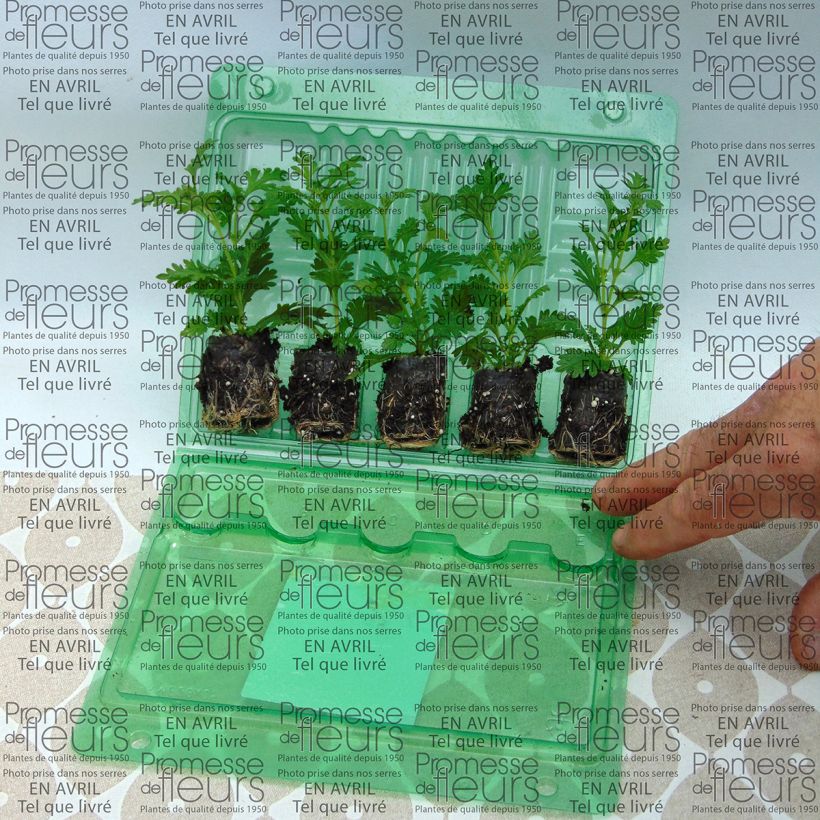 Example of Verbena hybrida Estrella Pink Ballet Plug plant 3/4cm specimen as delivered