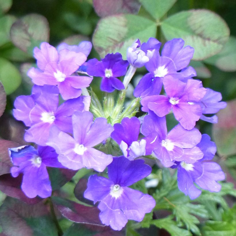 Verbena Vepita Pearl Blue (Flowering)