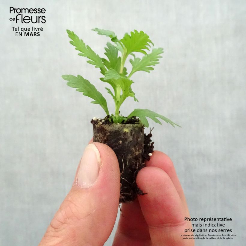 Verbena Vepita Pearl Blue Plug plant 1.5/2.5 cm sample as delivered in spring