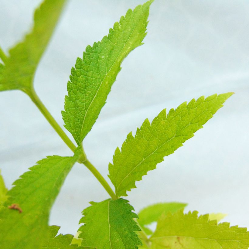 Verbena hastata Alba (Foliage)