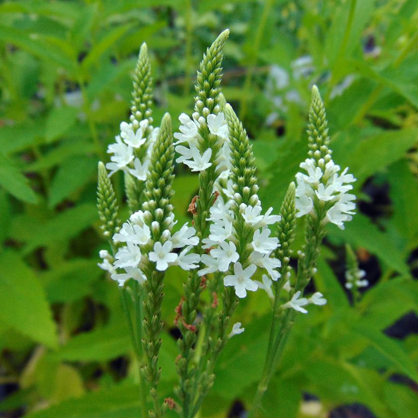Verbena hastata Alba (Flowering)