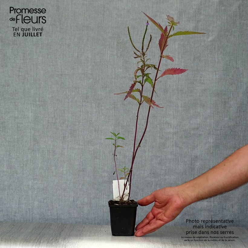 Verbena hastata  8/9 cm pot sample as delivered in summer