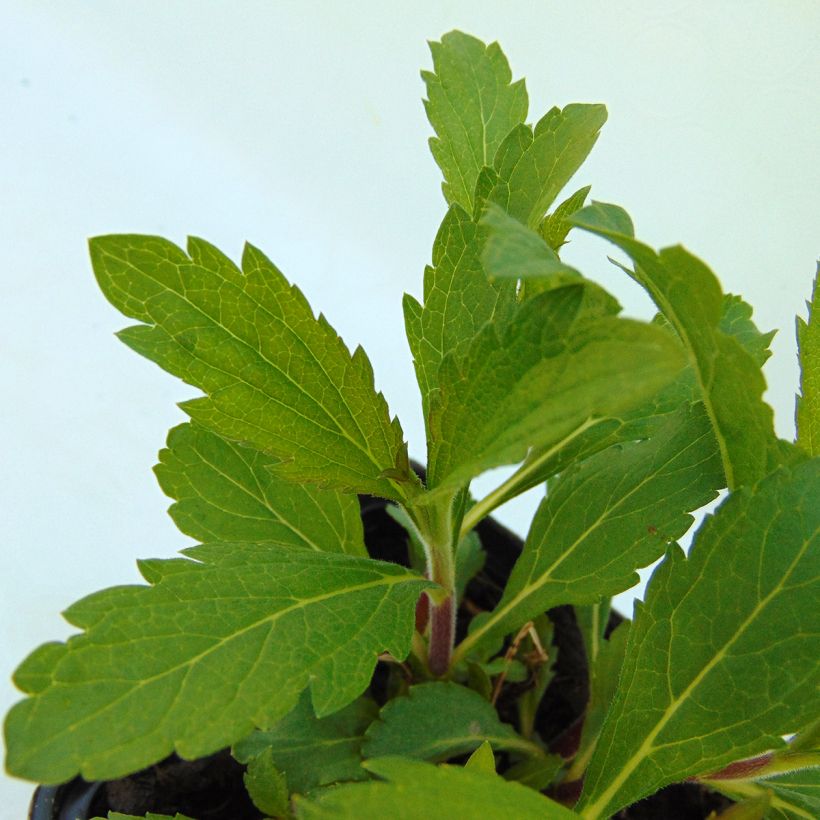 Verbena hastata Rosea (Foliage)