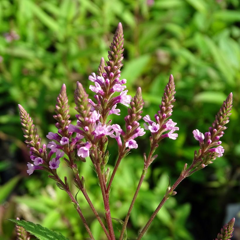 Verbena hastata Rosea (Flowering)