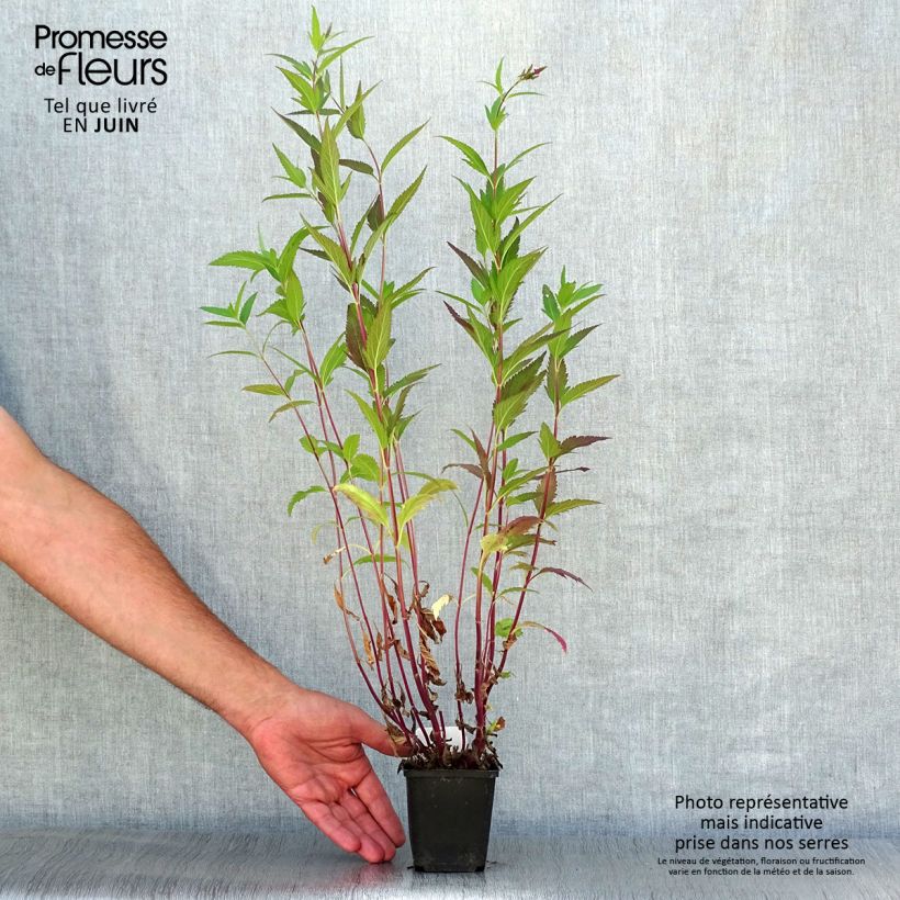 Verbena hastata Rosea 8/9 cm pot sample as delivered in summer