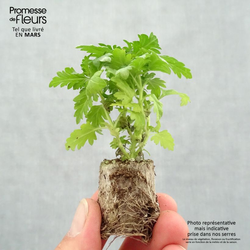 Verbena Virgo Burgundy Plug plant 3/4cm sample as delivered in spring