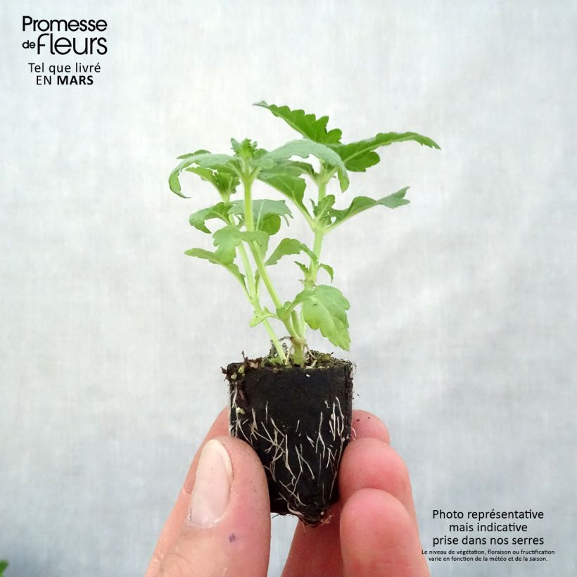 Verbena hybrida Virgo Candy Cane Plug plant 3/4cm sample as delivered in spring