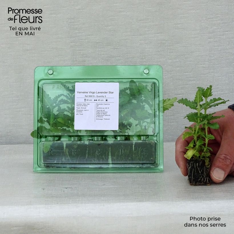 Verbena hybrida Virgo Lavender Star Plug plant 3/4cm sample as delivered in spring