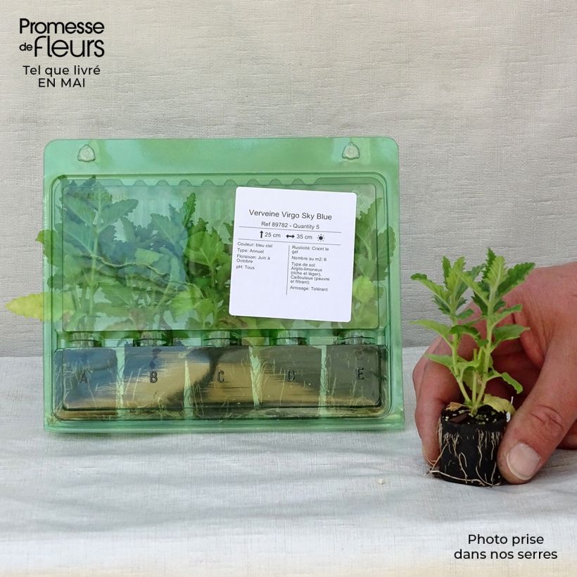 Verbena hybrida Virgo Sky Blue Plug plant 3/4cm sample as delivered in spring