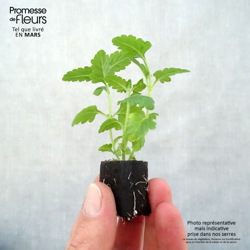 Verbena Virgo White Plug plant 3/4cm sample as delivered in spring