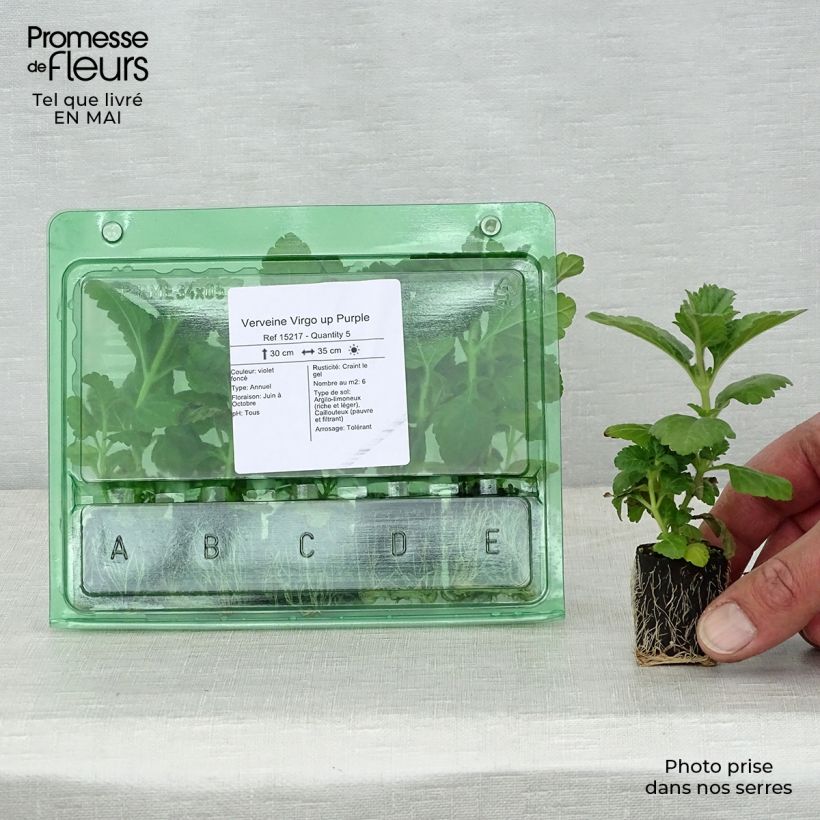 Verbena hybrida Virgo up Purple Plug plant 3/4cm sample as delivered in spring
