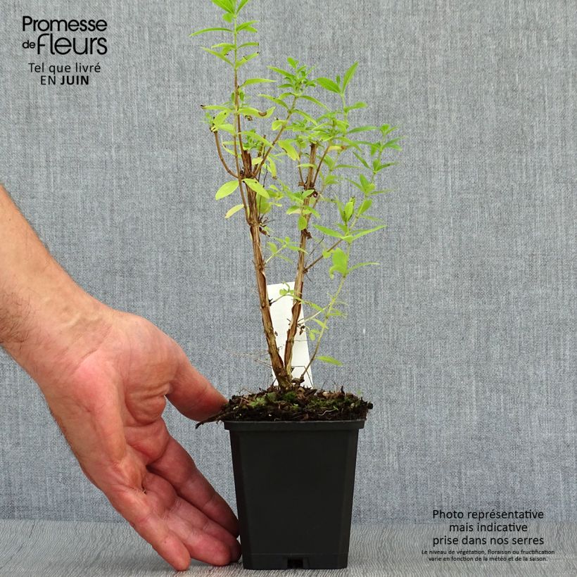 Aloysia triphylla 7/8 cm pot sample as delivered in summer