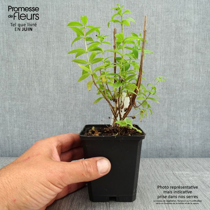 Aloysia triphylla sample as delivered in spring