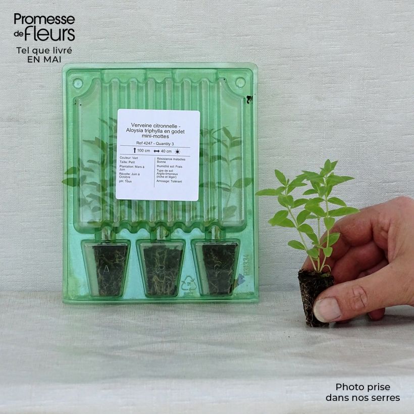 Aloysia triphylla Plug plant 1.5/2.5 cm sample as delivered in spring