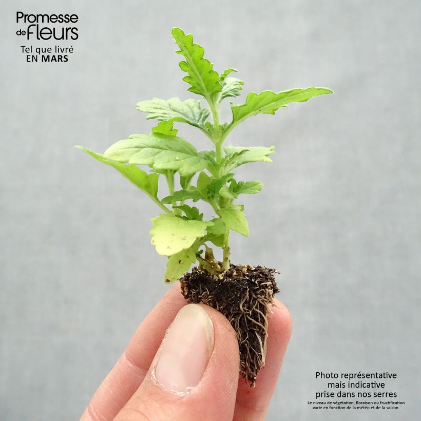 Verbena hybrida Quartz Mix Plug plant 2.2cm x 2cm - Tray of 35 sample as delivered in spring