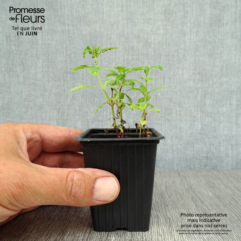 Organic Vervain - Verbena officinalis 7/8 cm pot sample as delivered in summer