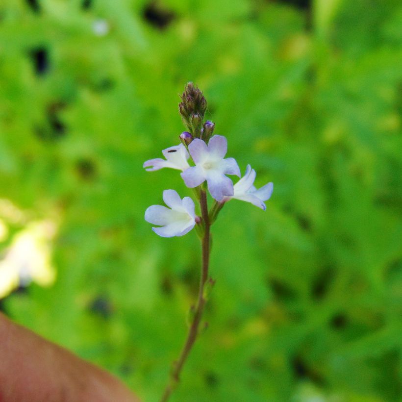 Verbena officinalis (Flowering)