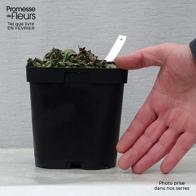 Verbena officinalis 2L/3L pot sample as delivered in winter
