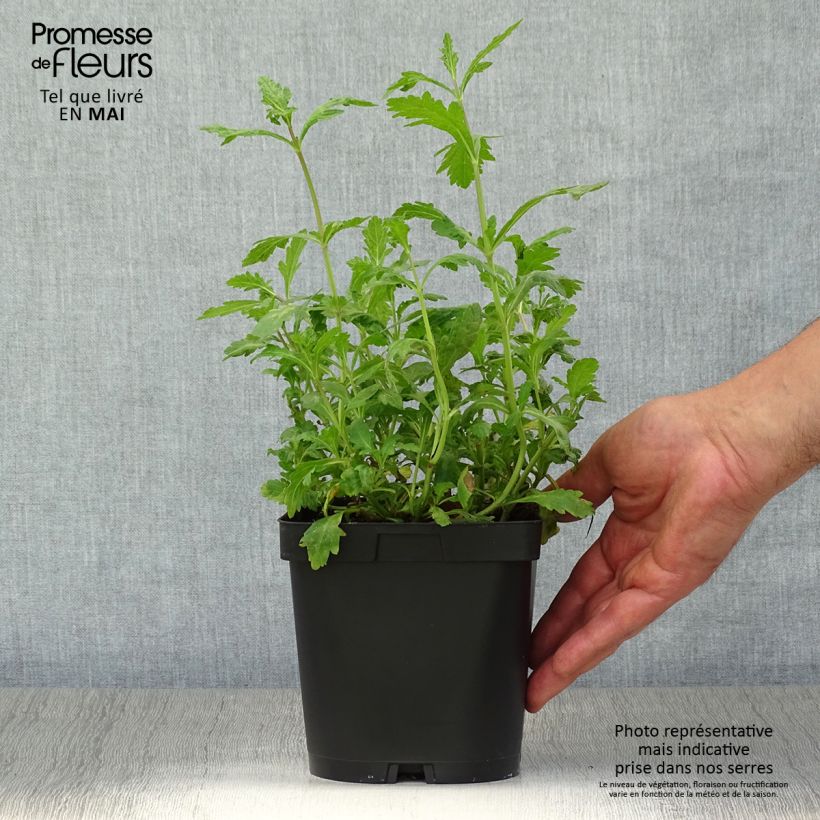 Verbena officinalis 2L/3L pot sample as delivered in spring