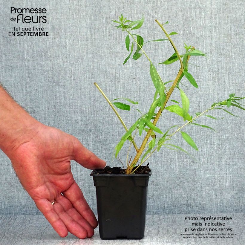 Organic Lemon Verbena - Aloysia citriodora Plug plant 3/4cm sample as delivered in autumn