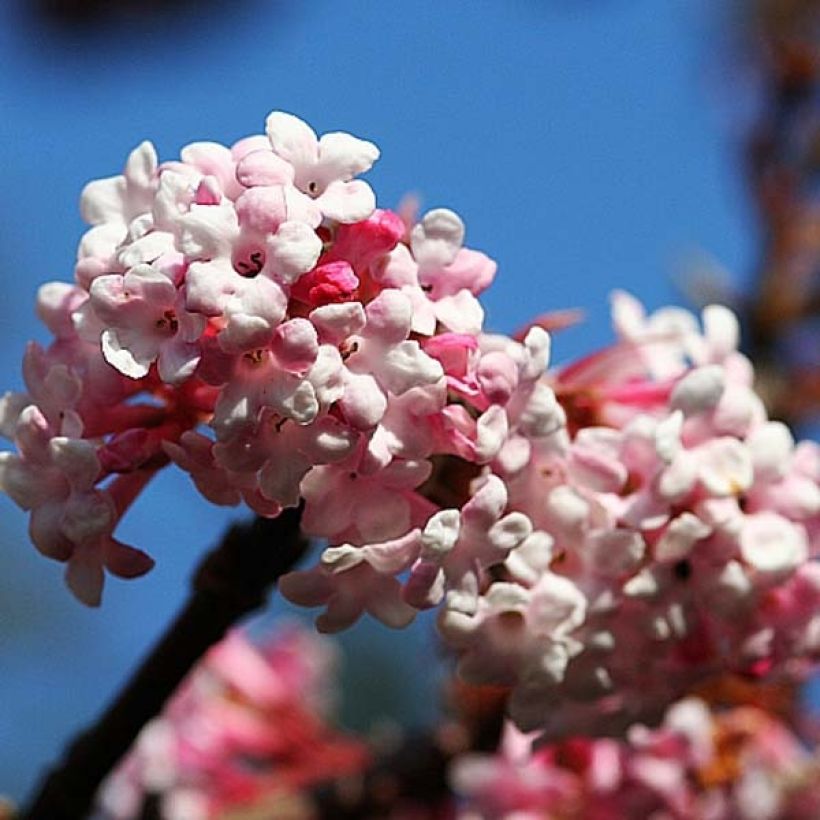 Viburnum bodnantense Dawn (Flowering)