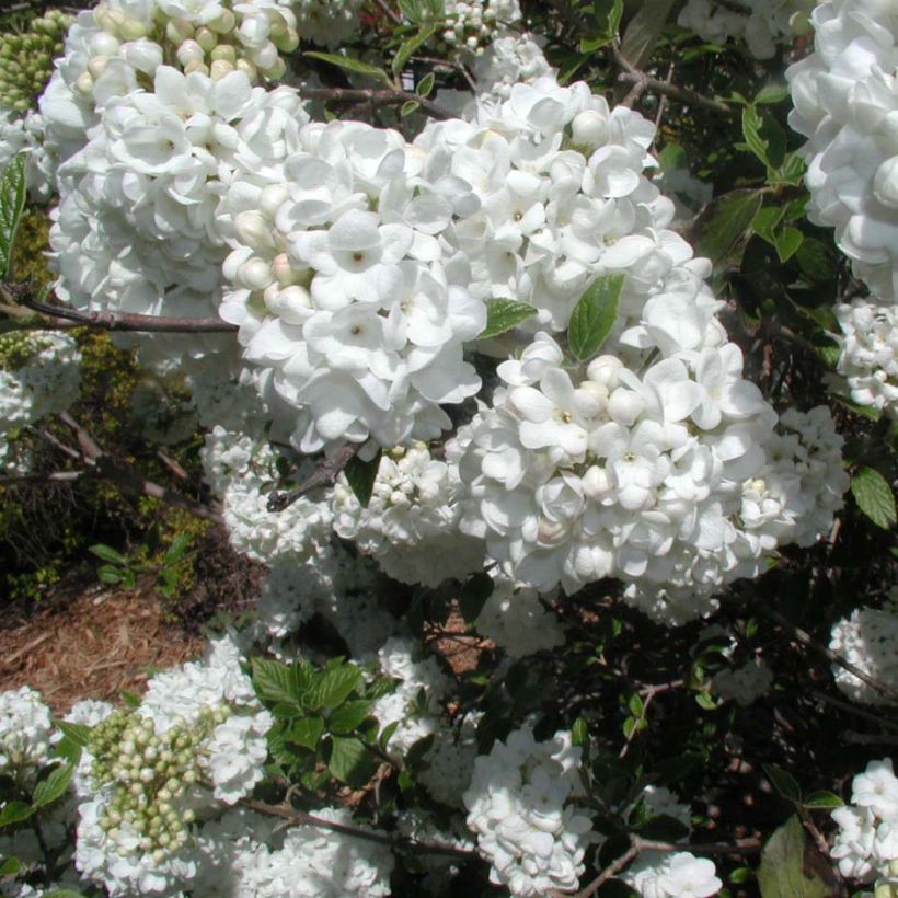 Viburnum  utile Eskimo (Flowering)