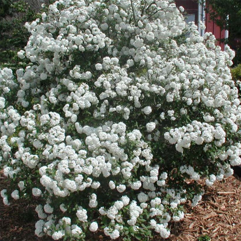 Viburnum x pragense (Flowering)