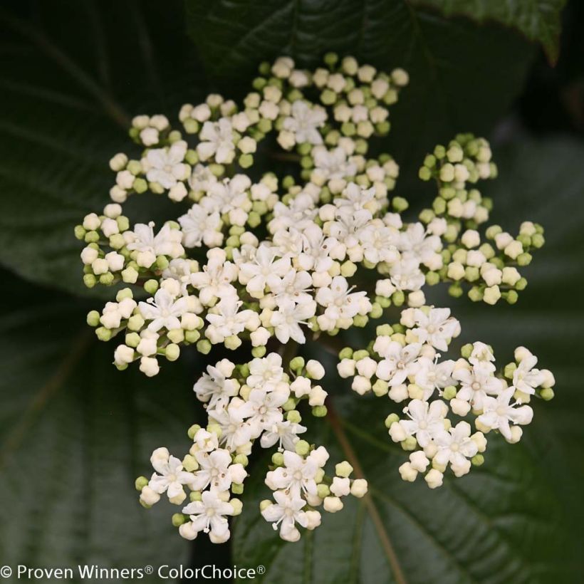 Viburnum Shiny Dancer (Flowering)