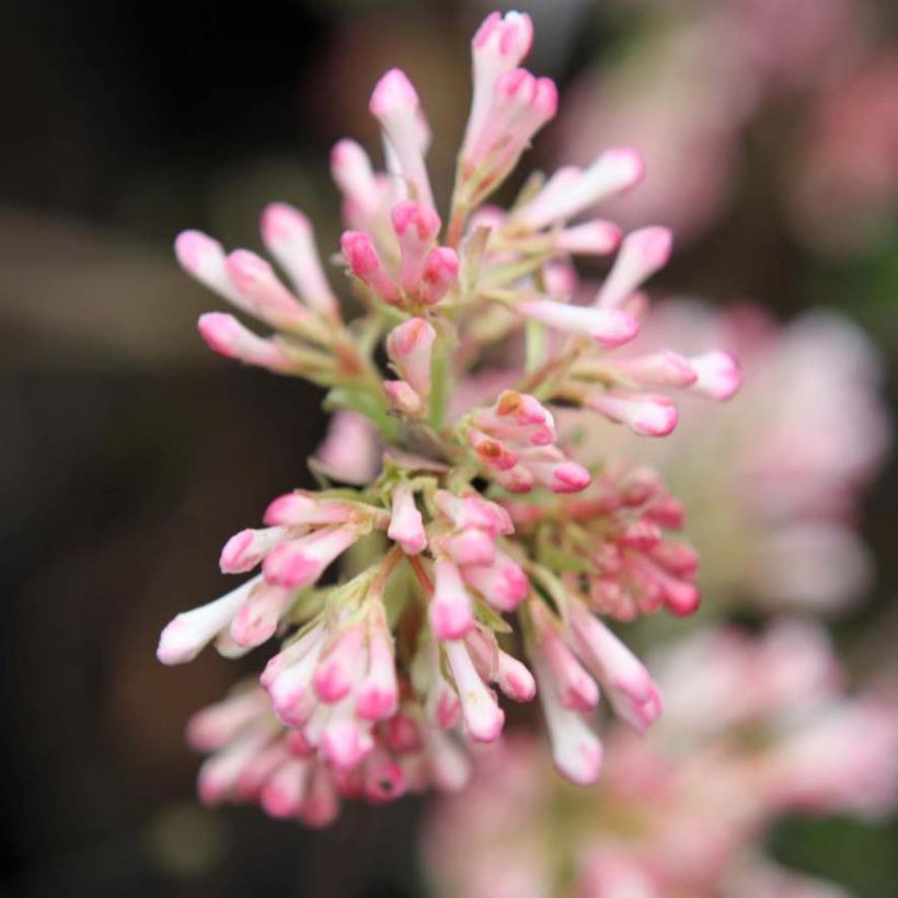 Viburnum bodnantense Charles Lamont (Flowering)