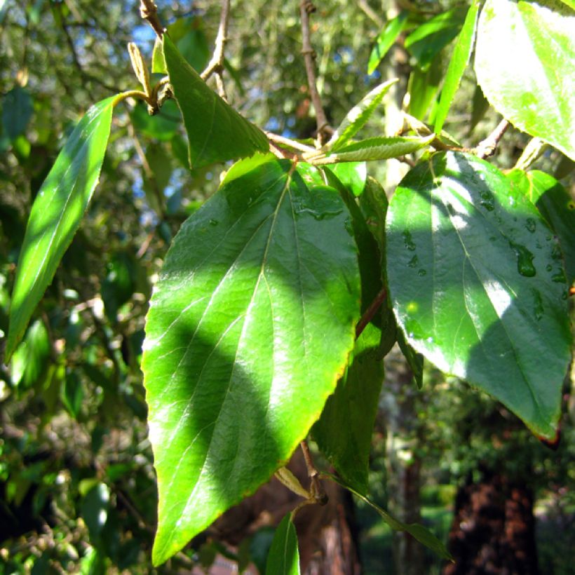 Viburnum burkwoodii (Foliage)
