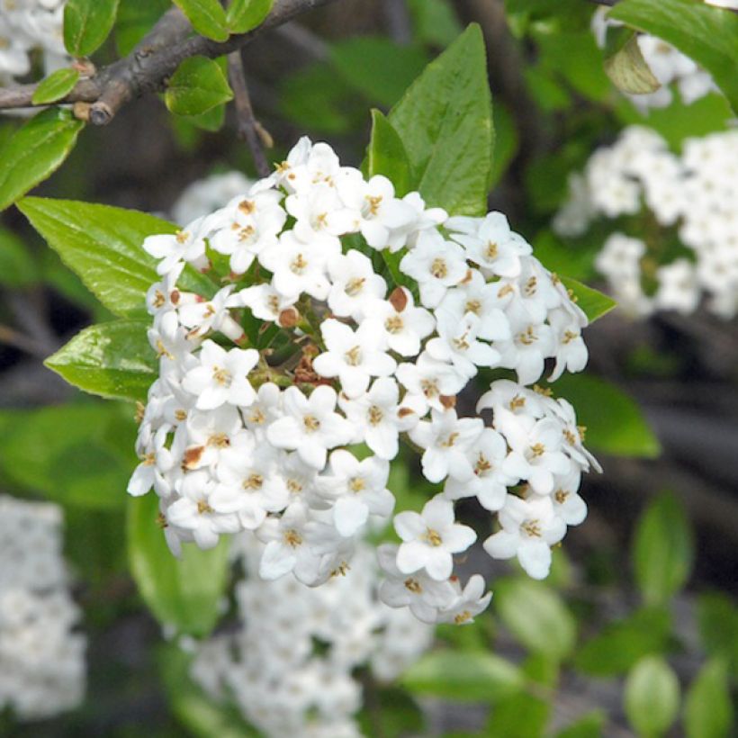 Viburnum burkwoodii (Flowering)