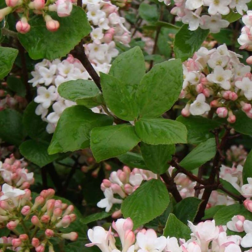 Viburnum  burkwoodii Anne Russell (Foliage)