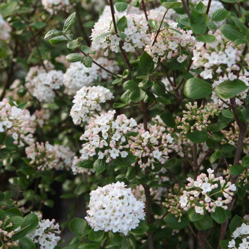 Viburnum  burkwoodii Anne Russell (Flowering)