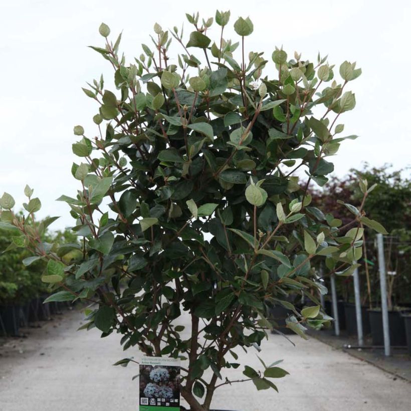 Viburnum  burkwoodii Anne Russell (Plant habit)