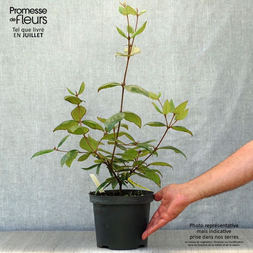 Viburnum burkwoodii 3L/4L pot sample as delivered in summer