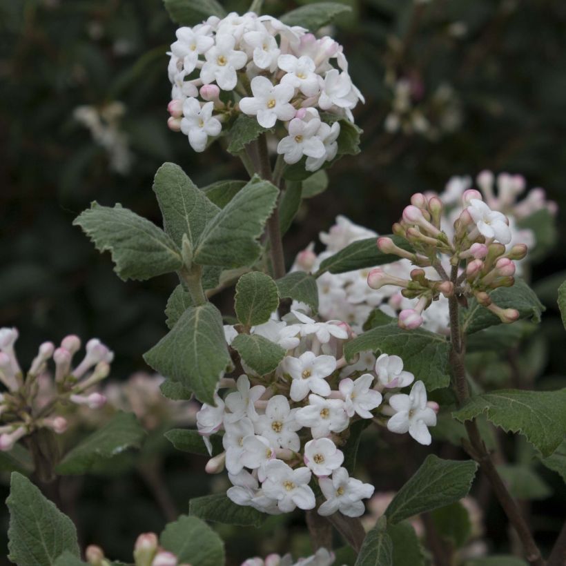 Viburnum carlesii Caprifoliaceae (Flowering)