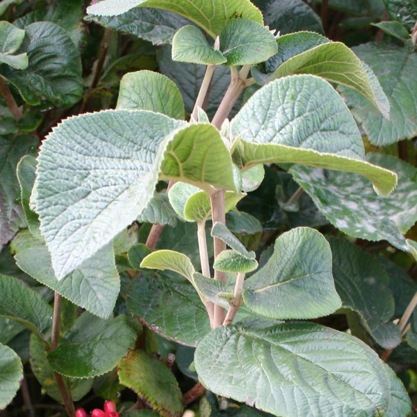 Viburnum carlesii Juddii (Foliage)