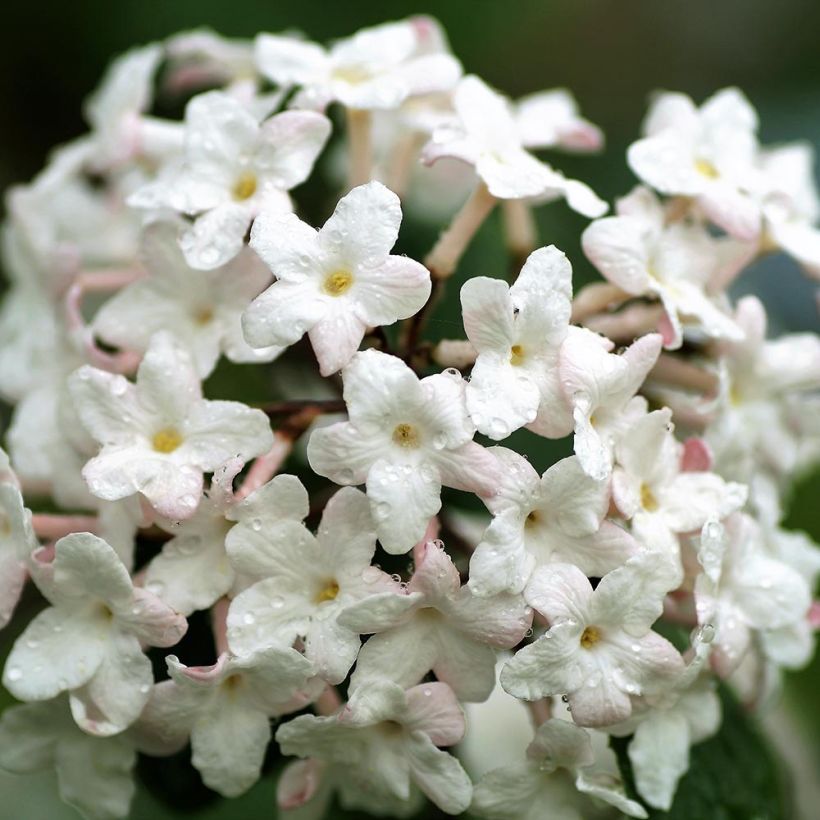 Viburnum carlesii Juddii (Flowering)