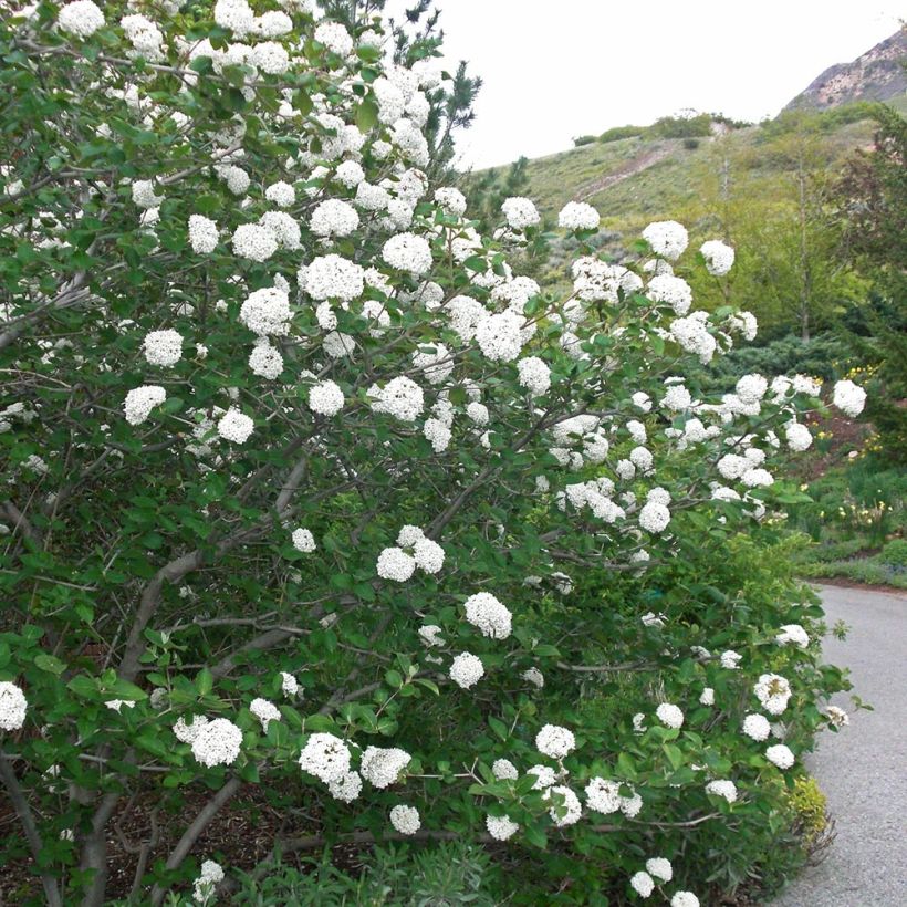 Viburnum carlesii Juddii (Plant habit)