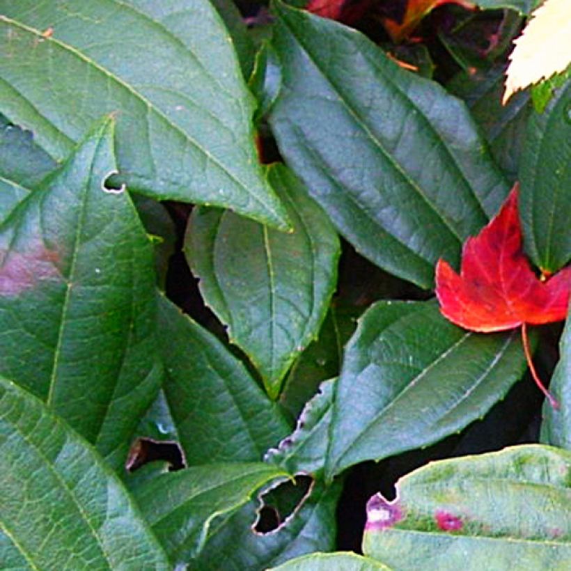 Viburnum davidii - David viburnum (Foliage)