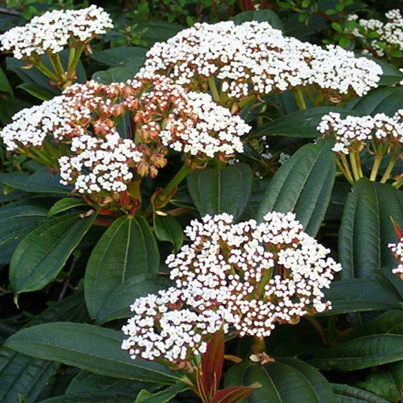 Viburnum davidii - David viburnum (Flowering)