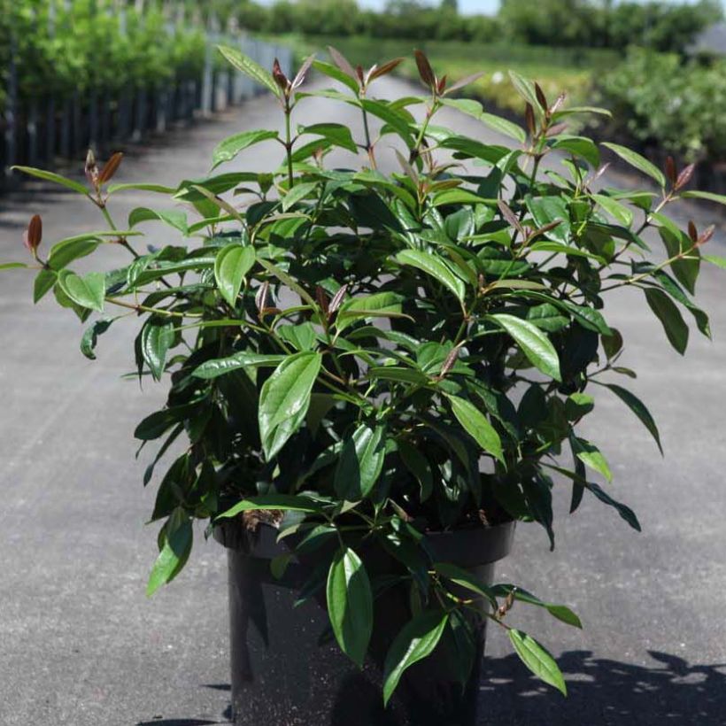 Viburnum davidii Angustifolium (Plant habit)