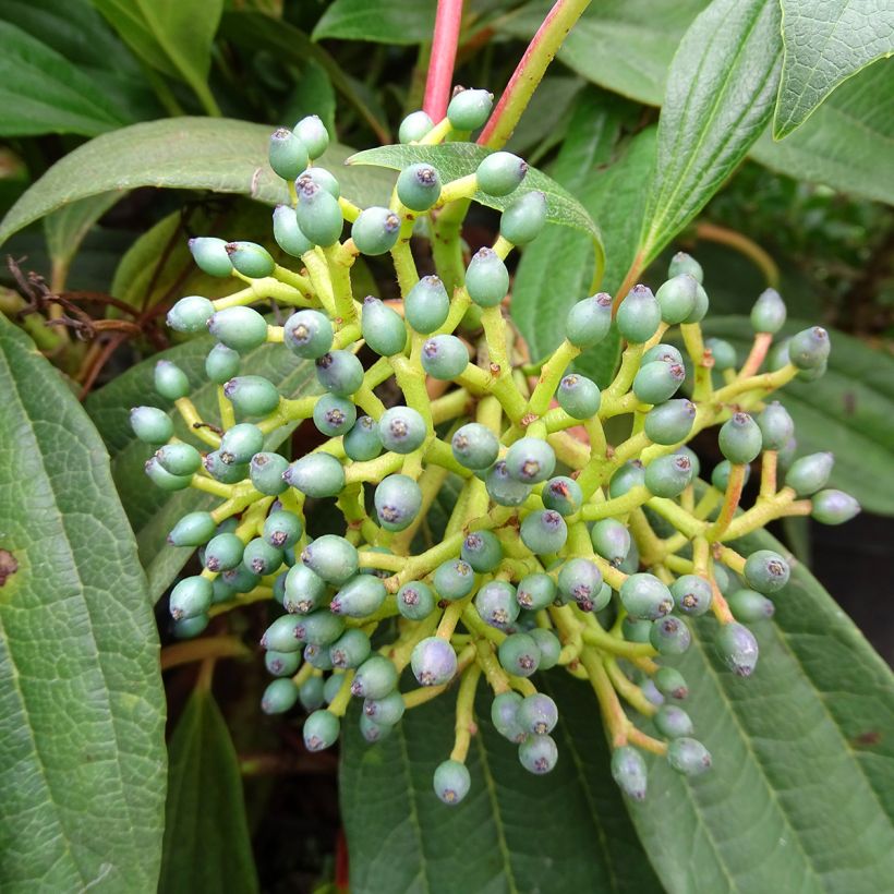 Viburnum davidii - David viburnum (Harvest)