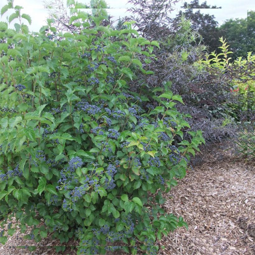 Viburnum dentatum Blue Muffin (Plant habit)