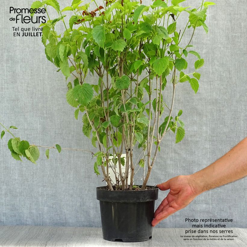 Viburnum dentatum Blue Muffin 3L/4L pot sample as delivered in summer