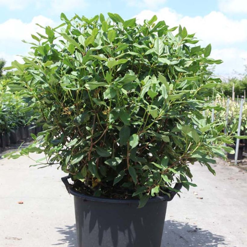 Viburnum globosum Jermyns Globe (Plant habit)