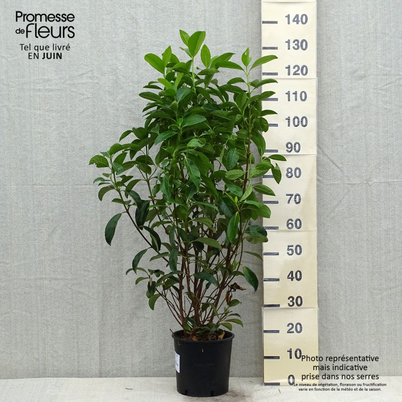 Viburnum lucidum 2L/3L pot sample as delivered in summer