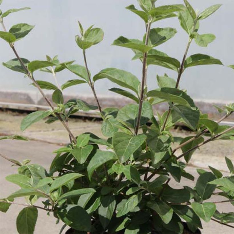 Viburnum macrocephalum Happy Fortuna (Foliage)