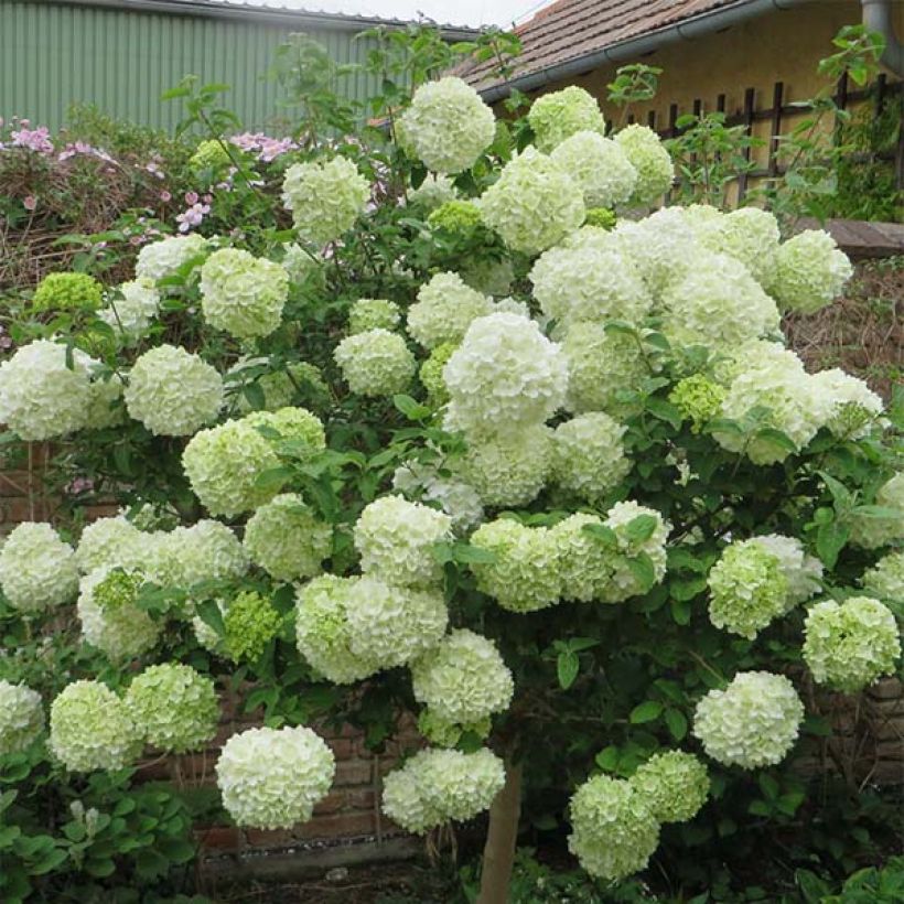 Viburnum macrocephalum Happy Fortuna (Flowering)