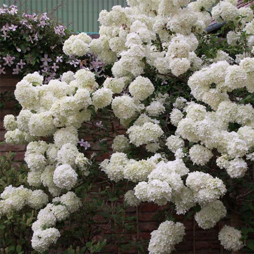 Viburnum macrocephalum Happy Fortuna (Plant habit)